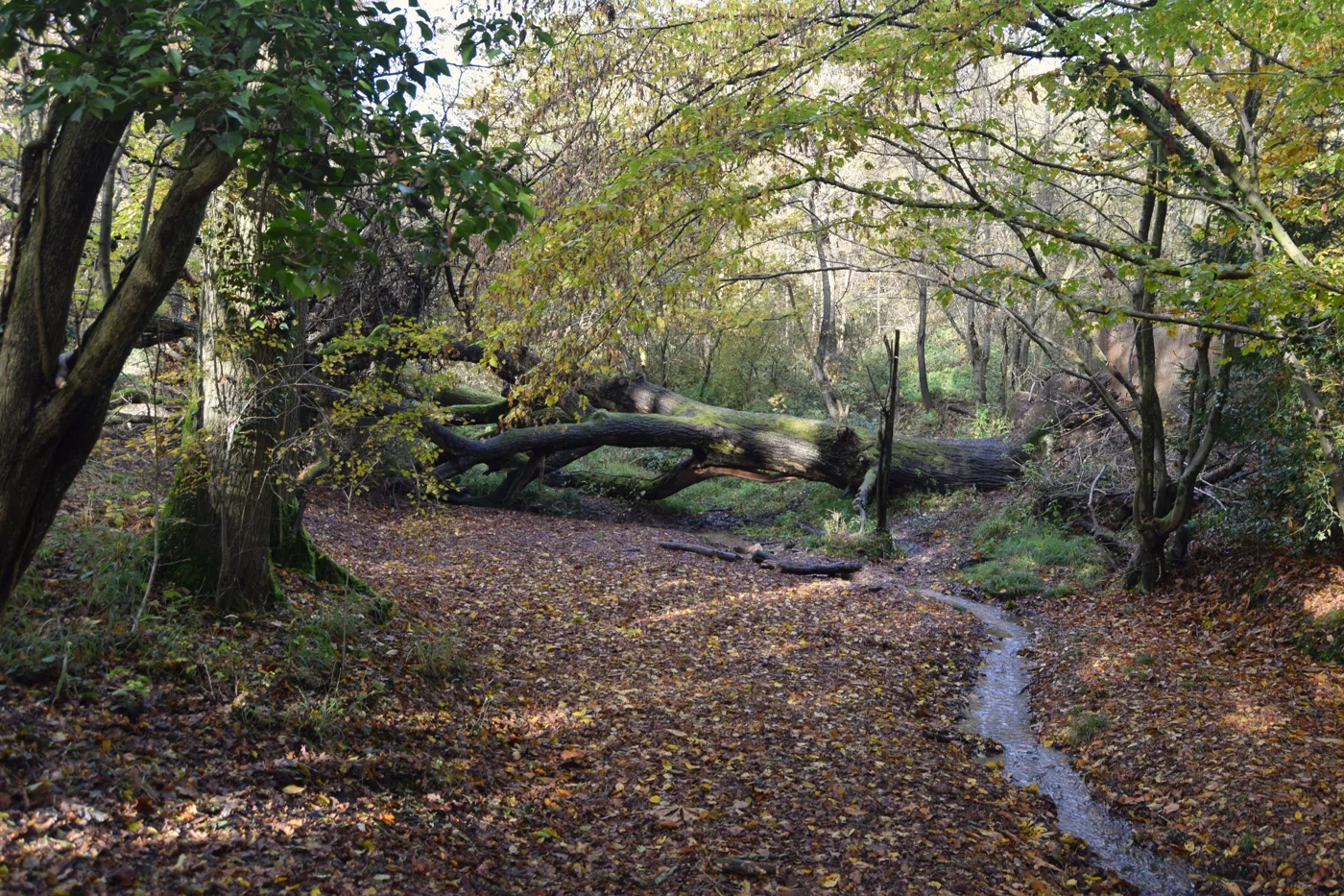A fallen tree across a woodland path in Danbury, east of Chelmsford. The picture does not show damage from Storm Austen.